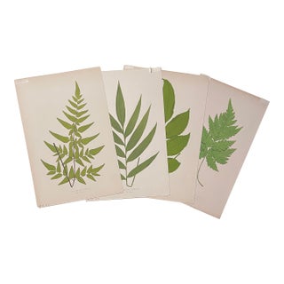 1864 Ferns Hand Colored Engravings - Set of Four For Sale