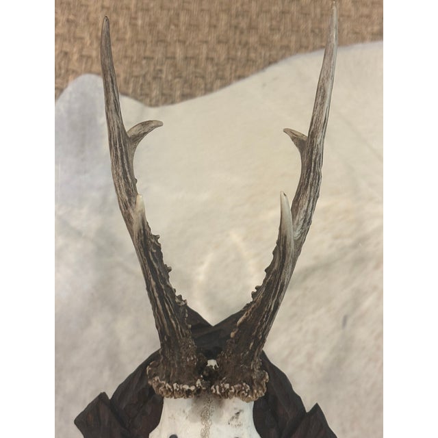 Antique Black Forest Roe Deer Trophy Antler Mount - (#2 of 3 Individual Mounts Listed) For Sale - Image 10 of 12