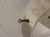 1930s Vintage French Industrial Ceiling, Wall or Desk Light from Holophane, 1930s For Sale - Image 5 of 6