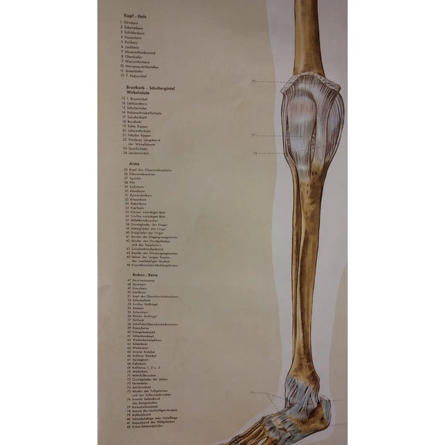 Rare anatomy illustration from the 1950s This large old poster issued by the Cologne Museum in Germany is a small...
