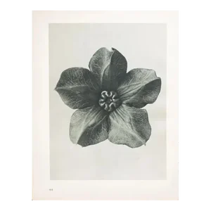1935 Karl Blossfeldt Photogravure N63-64