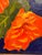 Modern The Oriental Poppy: A Trip to the Botanic Gardens For Sale - Image 3 of 5