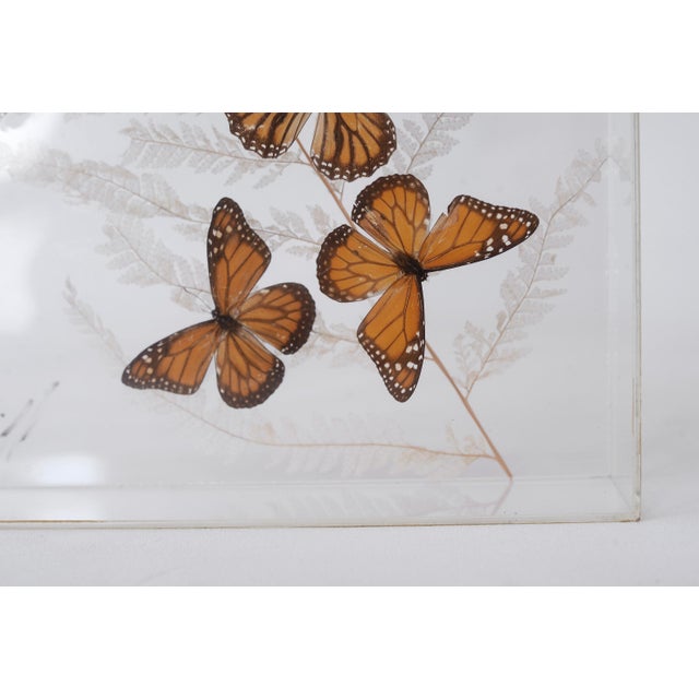 Animal Skin Vintage 1970s Botanical Butterly Taxidermy Acrylic Box Wallhanging For Sale - Image 7 of 11