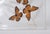 Animal Skin Vintage 1970s Botanical Butterly Taxidermy Acrylic Box Wallhanging For Sale - Image 7 of 11