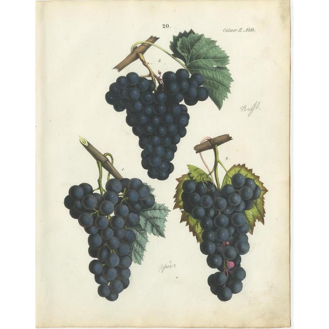 Dr. Calwer, Wine and Table Grapes, 1854, Chromolithographs on Paper, Set of 6 For Sale - Image 4 of 10
