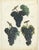 Dr. Calwer, Wine and Table Grapes, 1854, Chromolithographs on Paper, Set of 6 For Sale - Image 4 of 10