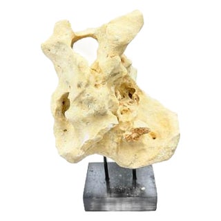 Indonesian Coral Stone On Teak Stand For Sale