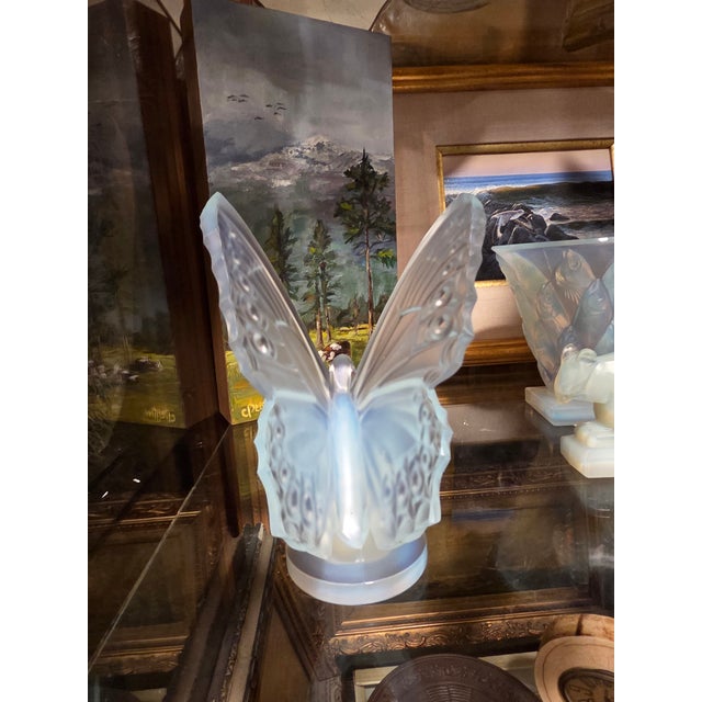 Sabino Opalescent Butterfly With Open Wings For Sale In San Antonio - Image 6 of 7