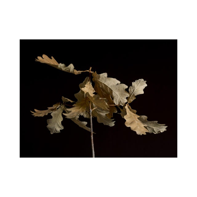 Guy Sargent, Oak Leaves, Archival Pigment Print For Sale - Image 4 of 6