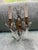 Pair of French Bronze and Crystal Antiques Sconces For Sale - Image 12 of 12