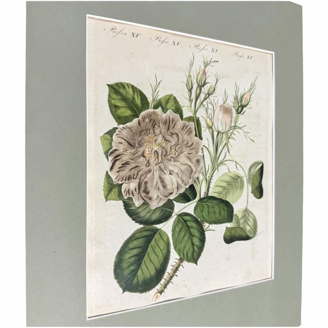 Hand-Colored Rose Engraving, 1805 | Bertuch Antique Botanical Print For Sale - Image 4 of 7