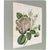 Hand-Colored Rose Engraving, 1805 | Bertuch Antique Botanical Print For Sale - Image 4 of 7
