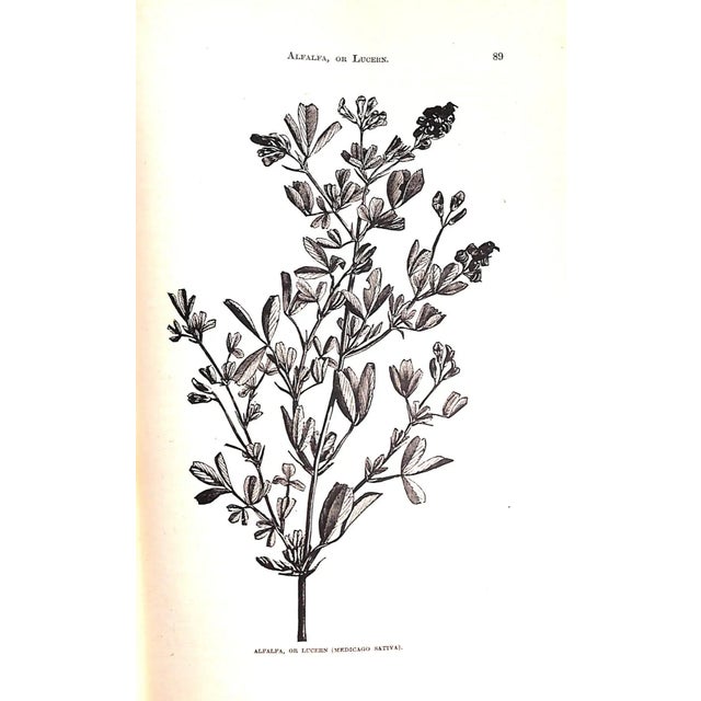 "How the Farm Pays the Experiences of Forty Years of Successful Farming and Gardening" 1884 Crozier, William and Henderson, Peter For Sale - Image 4 of 12