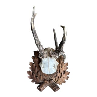 Early 1900s Roe Deer Trophy 188 Black Forest Antlers For Sale