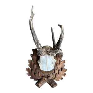 Early 1900s Roe Deer Trophy 188 Black Forest Antlers