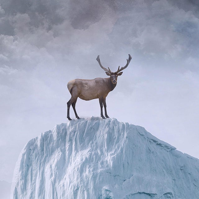 Arctic Diaries by Marcin Owczarek | Photography - Dye Sublimation on Aluminum Frozen landscape with animals. For Sale - Image 4 of 5