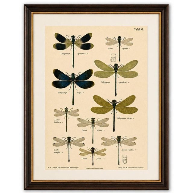 Title: Calopteryx & Lestes Damselfly Lithograph from Die Geradflügler, 1908 : An original color lithograph depicting...