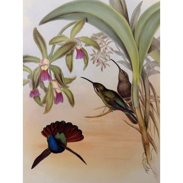 Traditional 1990s John Gould Framed Print, Lazuline Sabre Wing Hummingbird (Plate 44- Hill House Edition) For Sale - Image 3 of 9