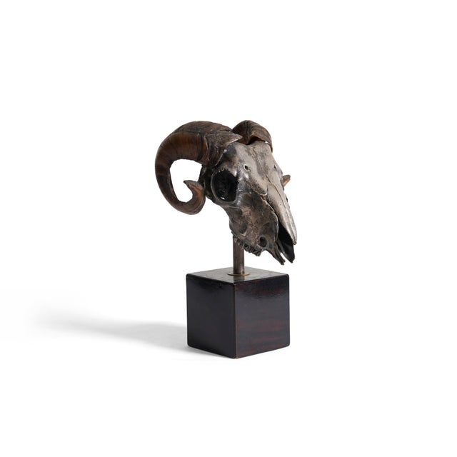 Rams skull rests on plinth base. Marked "Made in France on underside from Wingate and Johnston"