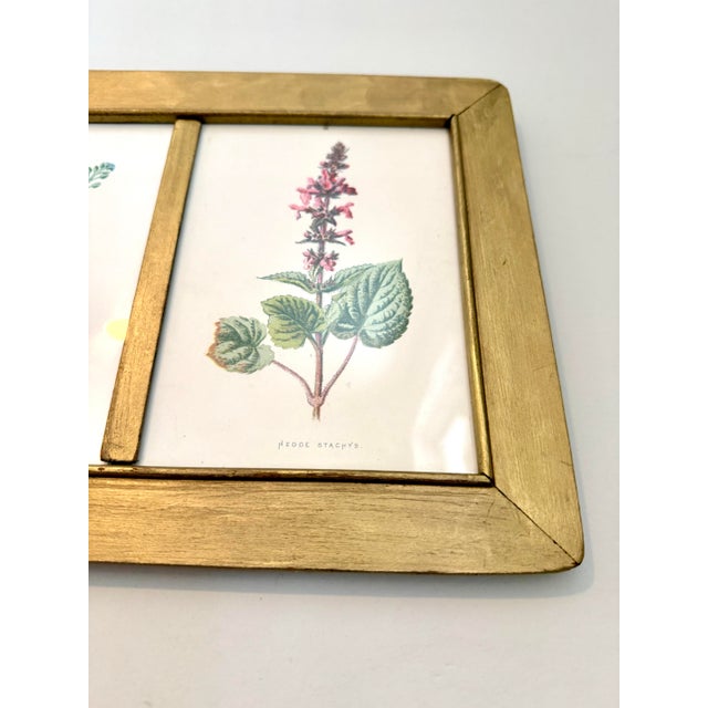 Vintage Botanical Prints From 'Familiar Wildflowers by Hulme, (A Framed Set of Four ), Stippled Technique ,C. 1890–1905 For Sale - Image 10 of 12