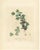 Du Monceau, Illustration of Gooseberry, 1820, Print For Sale - Image 6 of 6