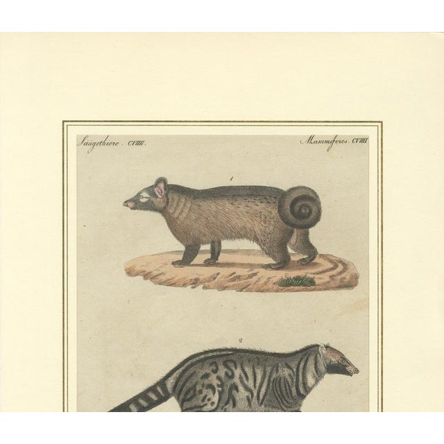Paper Antique Asian Civets & Kopi Luwak Natural History Engraving Bertuch, 1820 For Sale - Image 7 of 10