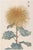 Golden Mum by Hasegawa, Vintage Japanese Botanical Art Print, 16" X 24" For Sale