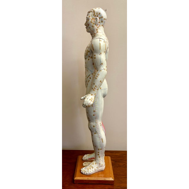 Anatomy of Man Acupuncture Detachable Arms, 1965 For Sale - Image 14 of 18