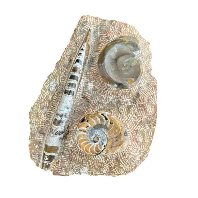 Ammonite and Orthoceras Fossil Plaque - Organic Modern Prehistoric Art For Sale - Image 4 of 10