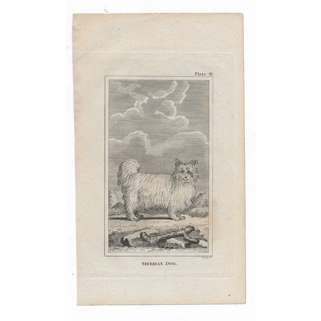 Antique engraving of "Siberian Dog" by Georges-Louis Leclerc, Comte de Buffon (1707-1788) from an English printing of...