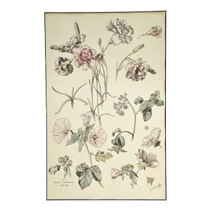Large 1880s French Antique Botanical Chromolithograph-Carnations-H Lambert, Matted