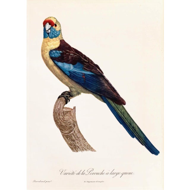 Date: 1960s Size: 14.5 x 10.5 inches interior, matted to 20 x 16 inches Artist: Barraband, Jacques About the Poster:...