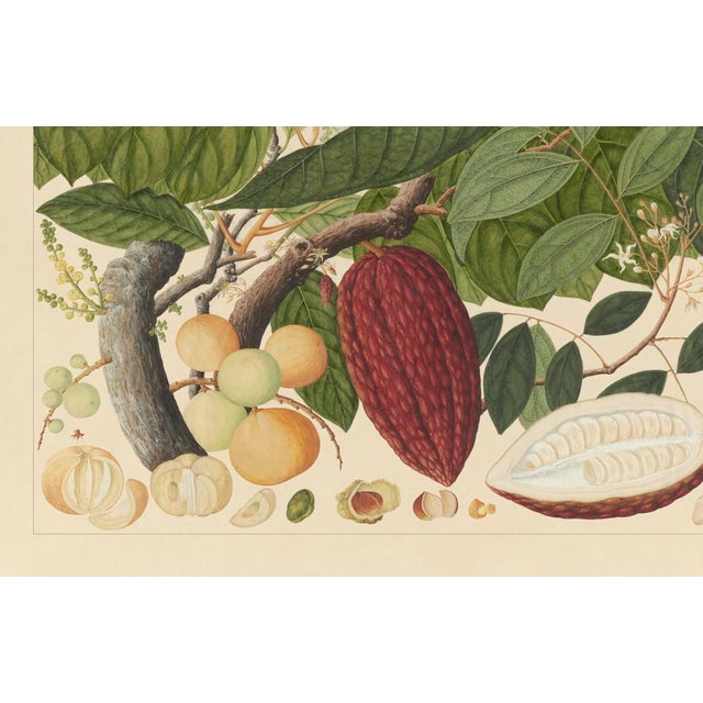 Golden Tropic Botanicals #7/22. beautifully reproduced as giclée prints using archival inks on imported English cotton rag...