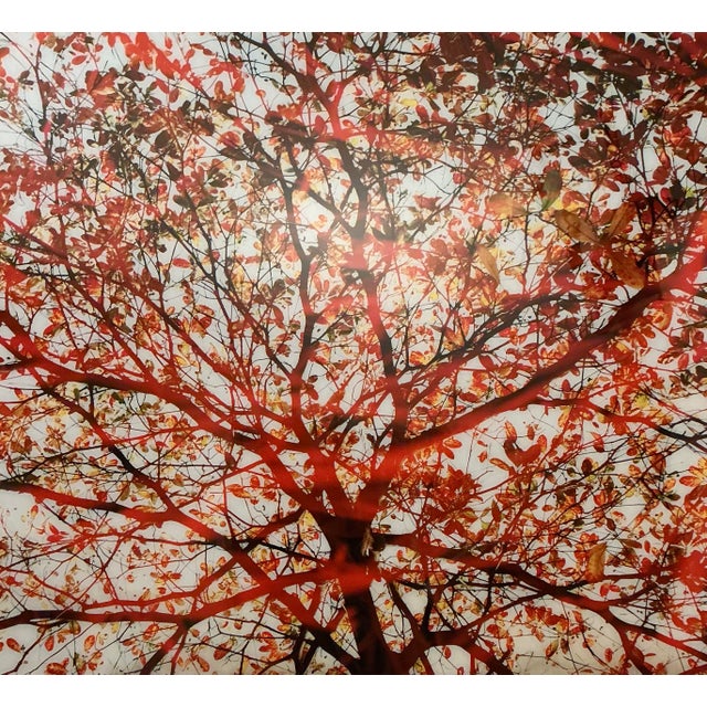 2000 - 2009 Large 40"x60" Autumn Tree Canopy Photo Print Fall Foliage Acrylic Wall Art Decor For Sale - Image 5 of 12
