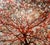 2000 - 2009 Large 40"x60" Autumn Tree Canopy Photo Print Fall Foliage Acrylic Wall Art Decor For Sale - Image 5 of 12