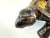 Mid-Century Modern Vintage Mid Century Gilt-Finish Tortoise Sculpture, Hollywood Regency Style Decorative Object For Sale - Image 3 of 15