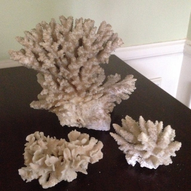 Vintage Natural Coral Pieces Set of 3 Chairish