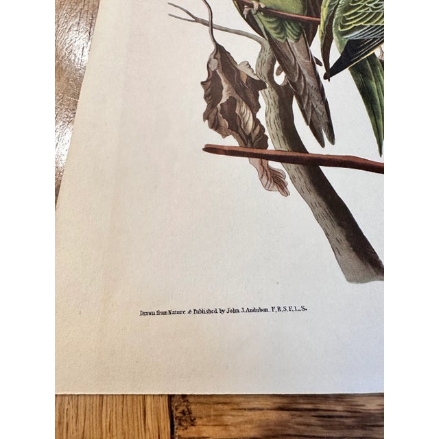 Mid 20th Century Vintage Audubon Carolina Parrots Plate XXVl Lithograph For Sale - Image 6 of 12