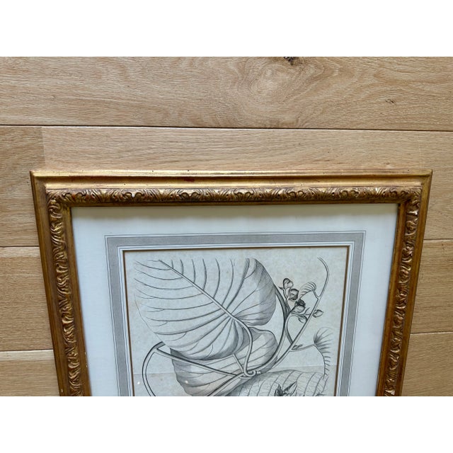 Dennis & Leen Botanical Print With Gilded Frame – DL-Art 42 For Sale In Kansas City - Image 6 of 14