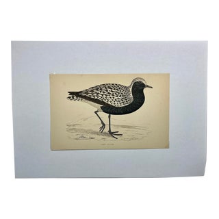 Antique Hand Tinted Bird Print From England Featuring a Grey Plover - Circa 1880 For Sale