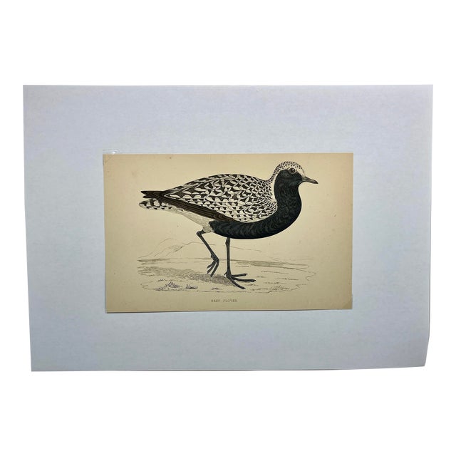 Antique Hand Tinted Bird Print From England Featuring a Grey Plover - Circa 1880 For Sale
