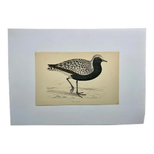 Antique Hand Tinted Bird Print From England Featuring a Grey Plover - Circa 1880