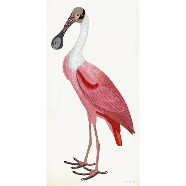 Roseate Spoonbill Poster Styled After Olof Rudbeck For Sale