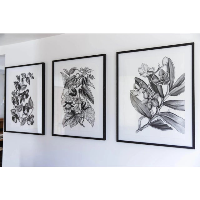 Contemporary Contemporary Botanical (Torenia Asiatica Pulcherrima) Black and White Print For Sale - Image 3 of 4