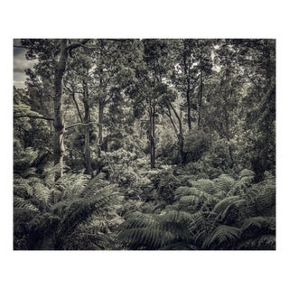 Morgan Silk, Fern Forest II, Print For Sale