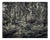 Morgan Silk, Fern Forest II, Print For Sale