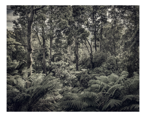 Morgan Silk, Fern Forest II, Print