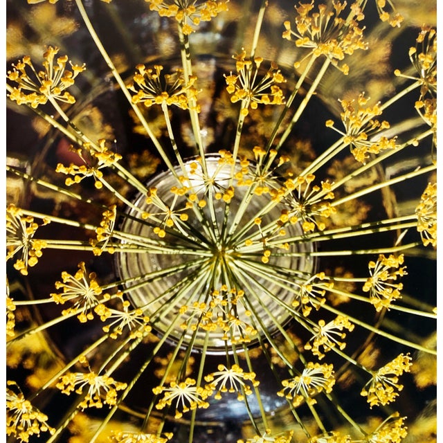 Fresh Dill (Herb) Photo The Tappen House, Little Compton, RI (Rhode Island). Hand signed and numbered. small edition of 15...