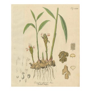 Zingiber Officinale, 1800s, Paper For Sale
