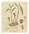 Zingiber Officinale, 1800s, Paper For Sale